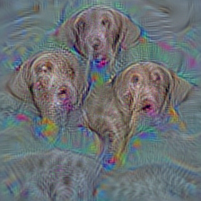n02099712 Labrador retriever